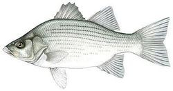 white bass